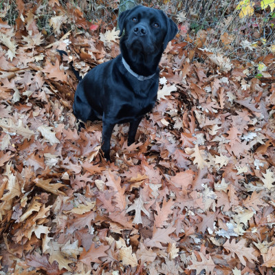 Unser Labrador Mailo