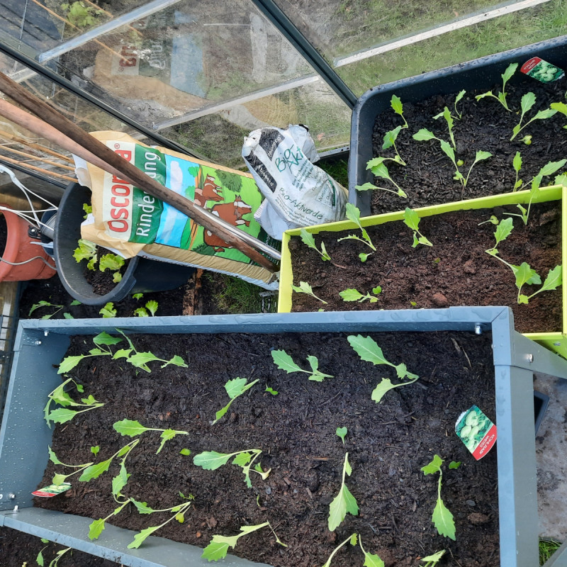 Hochbeete gemeinsam bepflanzen